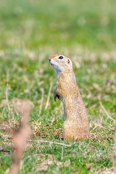 Λαγόγυρος, natura Souslik (Spermophilus citellus) — Φωτογραφία Αρχείου