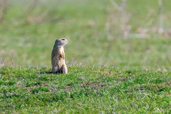 Esquilo-de-chão-europeu, Souslik (Spermophilus citellus) natura — Fotografia de Stock