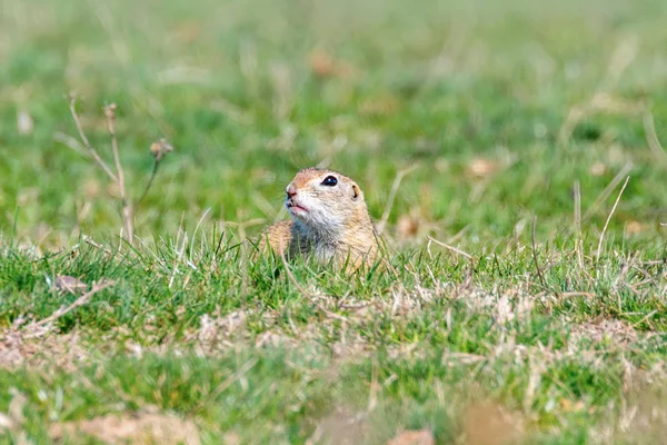 Souslik (Spermophilus citellus) European ground squirrel in the — Stock Photo, Image