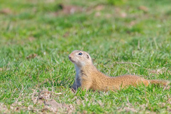 Souslik (Spermophilus citellus) European ground squirrel in the — Stock Photo, Image