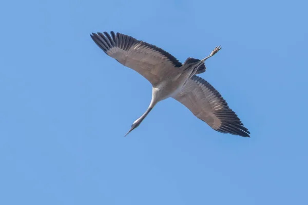 Grue commune dans le ciel bleu de vol (Grus grus) migration — Photo