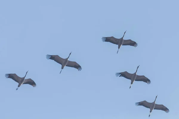 Rebanho voador de guindaste comum (Grus grus) em voo céu azul, m — Fotografia de Stock