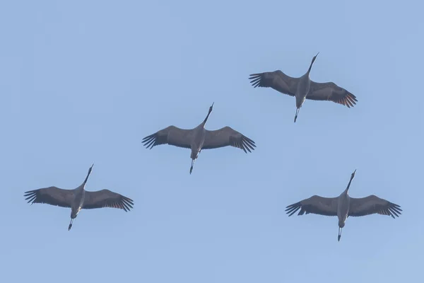 Flying Flock Common Crane Grus Grus Flight Blue Skies Migration — Stock Photo, Image