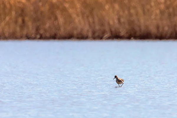 Ruff water bird (Philomachus pugnax) Ruff en el agua — Foto de Stock