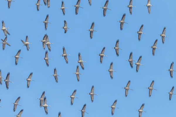 Bayağı turna (Grus grus) uçuş mavi gökyüzü, sürü uçan m — Stok fotoğraf