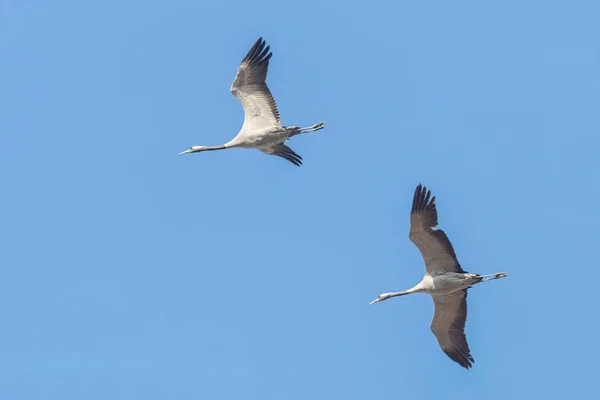 Guindastes comuns em voo céu azul, migração (Grus grus) — Fotografia de Stock