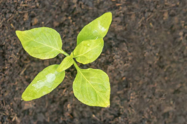 ハバネロ唐辛子植物種子から栽培のもやし。Sp コショウします。 — ストック写真