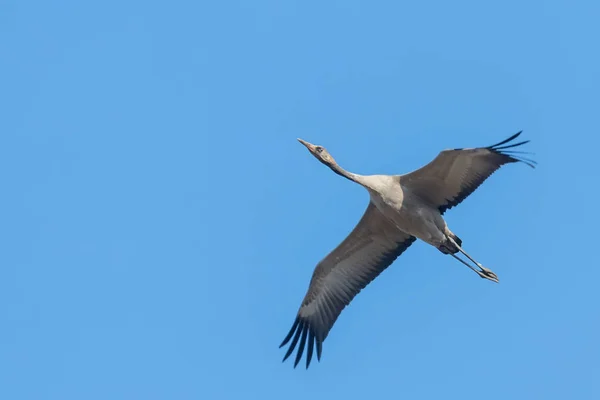 Guindaste comum em voo céu azul (Grus grus) migração — Fotografia de Stock