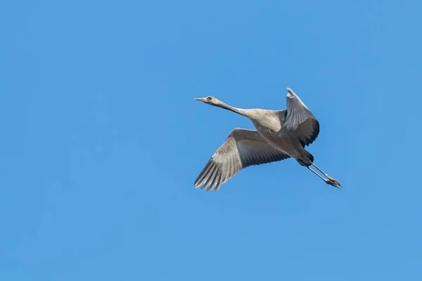 Звичайний журавель у польоті блакитне небо (Grus grus) міграція — стокове фото