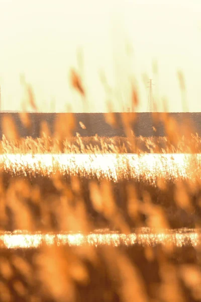 干芦苇弯曲在水面上.夕阳西下 — 图库照片