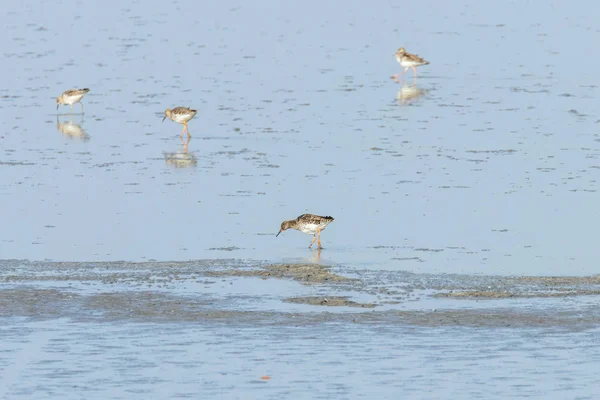 Aves aquáticas (Philomachus pugnax) Ruff in water — Fotografia de Stock