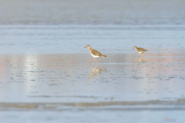 Ruff vatten fågel (Philomachus pugnax) Ruff i vatten — Stockfoto