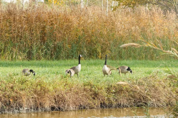Canadian geese on a river in migration season (Branta canadensis — Stock Photo, Image