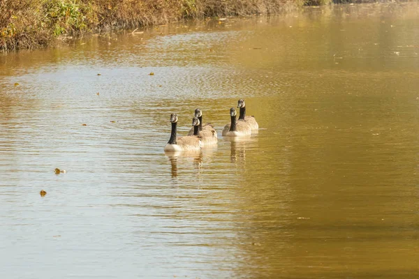Canadian geese in the lake autumn (Branta canadensis) — Stock Photo, Image
