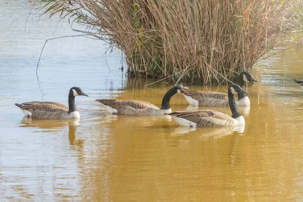 Gansos canadienses en el lago otoño (Branta canadensis ) — Foto de Stock