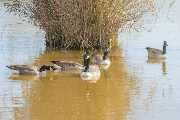 Gansos canadienses en el lago otoño (Branta canadensis ) — Foto de Stock