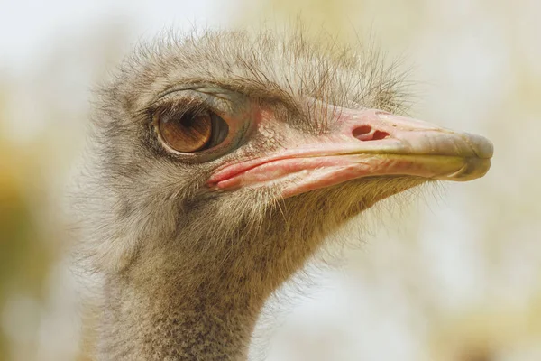 Strauß Nahaufnahme Porträt, Nahaufnahme Straußenkopf (Struthio Kamel — Stockfoto