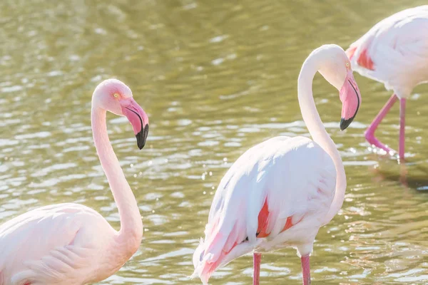 Twee roze flamingo 's wandelen in het water in een natuurlijke omgeving — Stockfoto