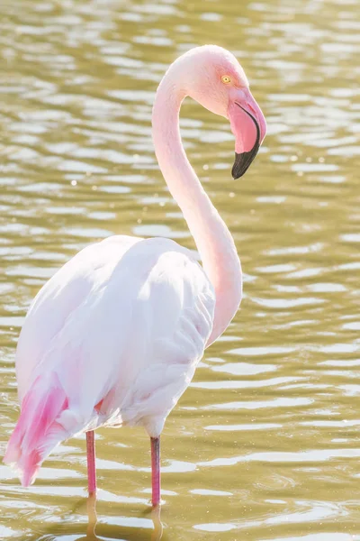 Pembe Flamingo, doğal ortamlarında büyük flamingo (Ph