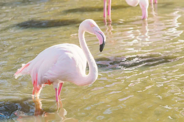 Rosafarbener Flamingo, größerer Flamingo in ihrer natürlichen Umgebung (ph — Stockfoto