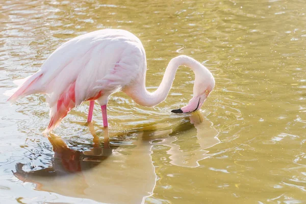 Flamingo eating in the water, Pink Flamingo, Greater flamingo in — Stock Photo, Image