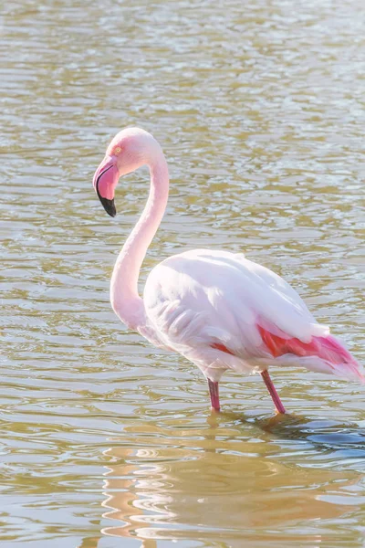 Pink Flamingo, Greater flamingo in their natural environment (Ph — Stock Photo, Image