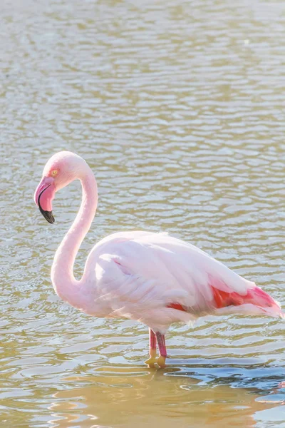 Pink Flamingo, Greater flamingo in their natural environment (Ph — Stock Photo, Image