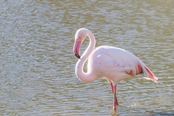 Pink Flamingo, Greater flamingo in their natural environment (Ph