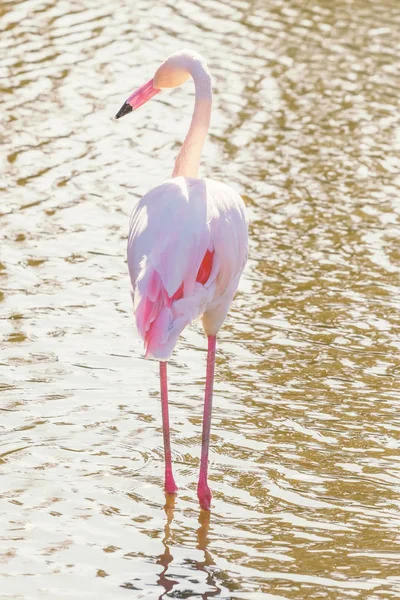 Roze flamingo, grotere Flamingo in hun natuurlijke omgeving (pH — Stockfoto