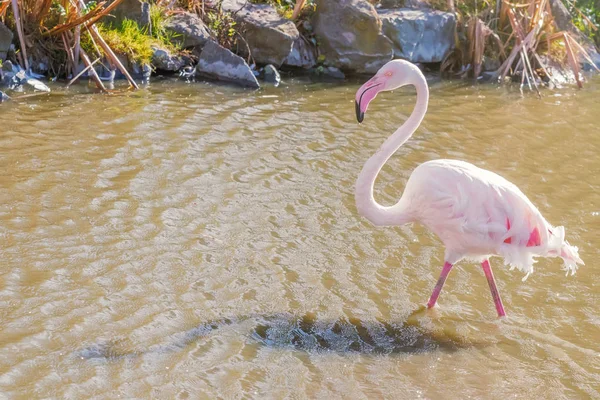 Pink Flamingo, Greater flamingo in their natural environment (Ph