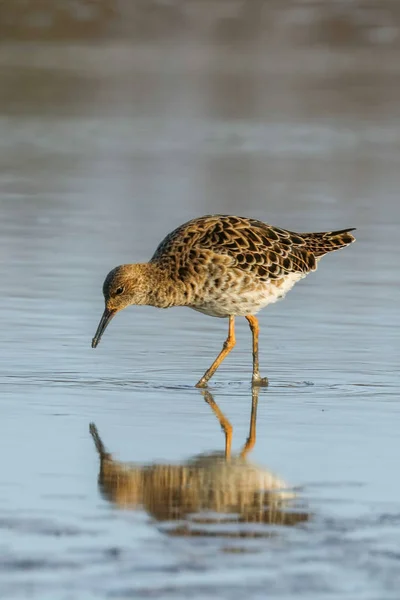 Ruff water bird (Philomachus pugnax) Ruff en el agua — Foto de Stock