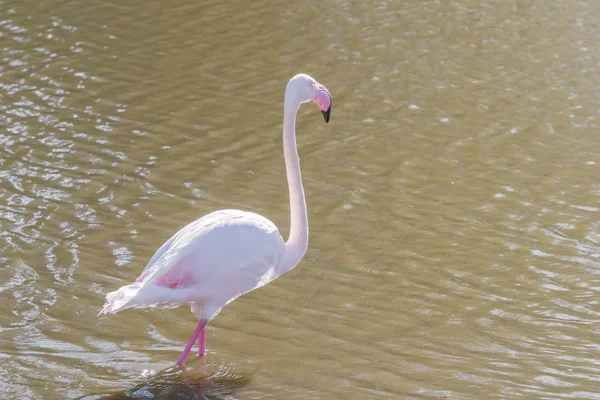 Rosafarbener Flamingo, größerer Flamingo in ihrer natürlichen Umgebung (ph — Stockfoto