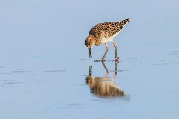 Aves aquáticas (Philomachus pugnax) Ruff in water — Fotografia de Stock