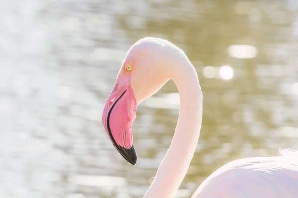 Grote Flamingo portret, Pink Flamingo portret (Phoenicopteru — Stockfoto