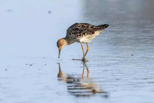 Oiseaux d’eau (Philomachus pugnax) de Ruff Ruff dans l’eau — Photo