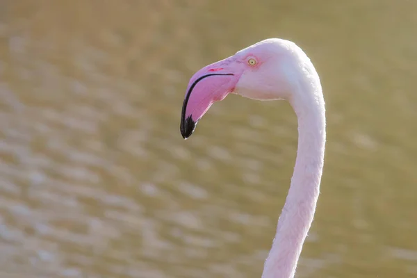 Portret flaminga, portret różowego flaminga (Phoenicopteru — Zdjęcie stockowe