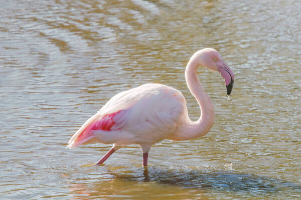 Pink Flamingo, Greater flamingo in their natural environment (Ph