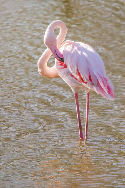 Pink Flamingo, Greater flamingo in their natural environment (Ph — Stock Photo, Image