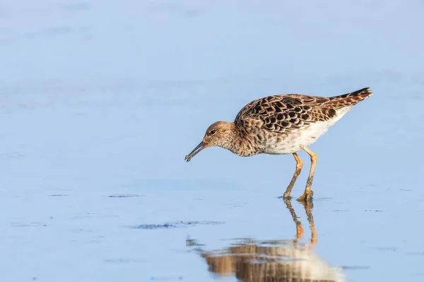 Aves aquáticas (Philomachus pugnax) Ruff in water — Fotografia de Stock