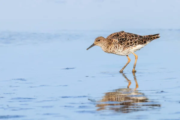 Aves aquáticas (Philomachus pugnax) Ruff in water — Fotografia de Stock