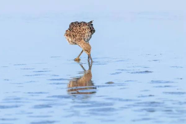 Bladwatervogel (Philomachus pugnax) Blad in het water — Stockfoto