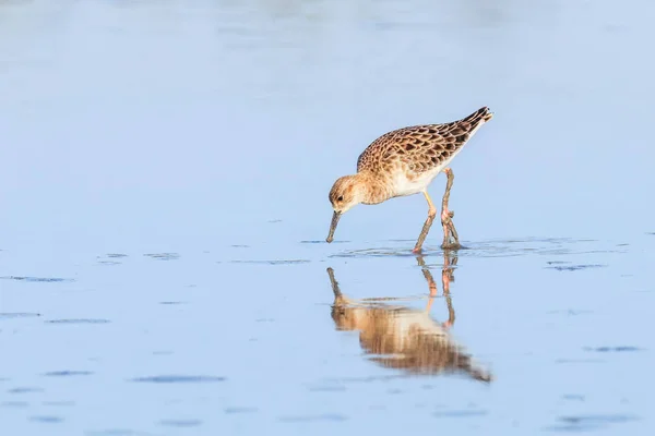 Aves aquáticas (Philomachus pugnax) Ruff in water — Fotografia de Stock