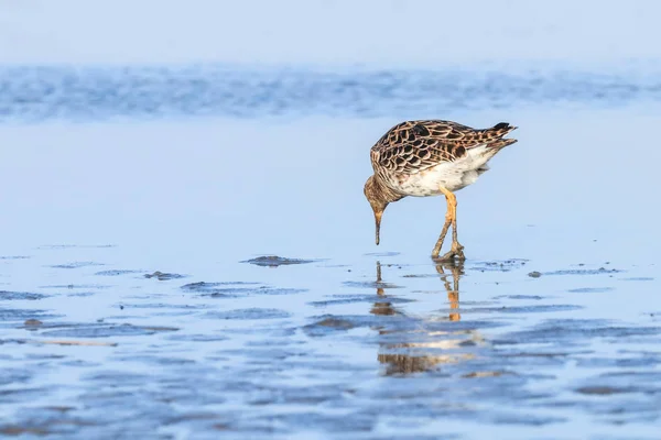 Ruff su kuşu (Philomachus pugnax) Suda yakut — Stok fotoğraf