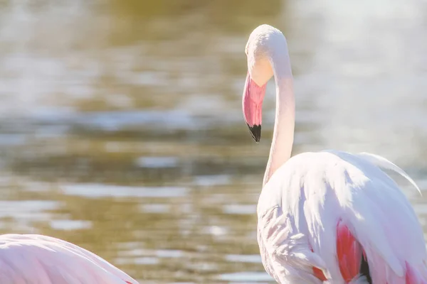 Pink Flamingo, Greater flamingo in their natural environment (Ph — Stock Photo, Image