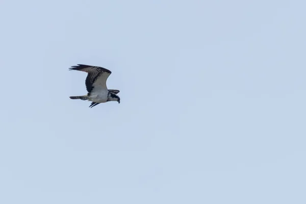 Fischadler im Flug (Pandion haliaetus)) — Stockfoto