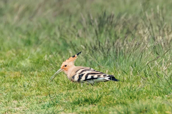 Hoopoe, obecný Hoopoe (Upupa epop) — Stock fotografie