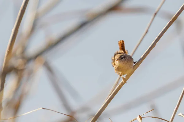 Pássaro estéril em um ramo (troglodytes troglodytes) Vida selvagem. Eurasi — Fotografia de Stock