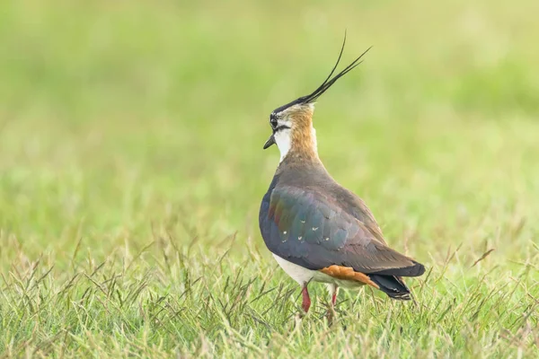 Lapwing, Northern Lapwing na grama (Vanellus vanellus) Peewi — Fotografia de Stock