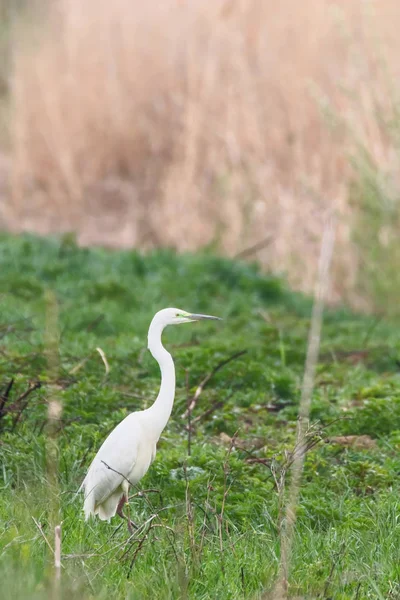 Great Egret (Ardea alba) Great White Egret, Common Egret