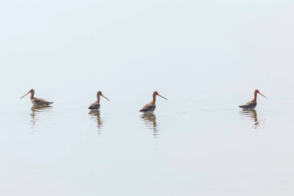 Black Tailed Godwit (Limosa limosa) Wader Birds foraging in shal — стоковое фото